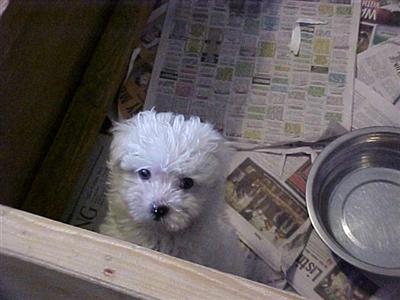 Puppies in TN